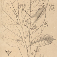 56. PROTIUM Riedelianum.