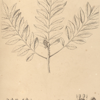 57. WARMINGIA pauciflora.