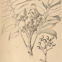 58. TRATTINICKIA rhoifolia Willdenowii.