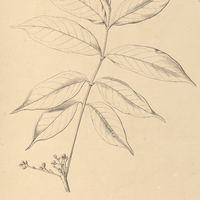 60. HEDWIGIA balsamifera.