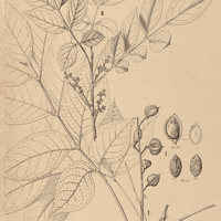 61. CREPIDOSPERMUM I. rhoifolium, II. Goudotianum.