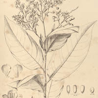 62. OURATEA coccinea.