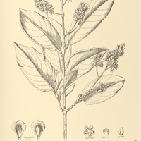 63. OURATEA pycnostachys.
