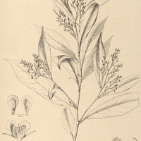 64. OURATEA tenuifolia.