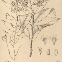 65. OURATEA spectabilis.