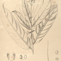 66. OURATEA ferruginea.
