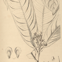 68. OURATEA gigantophylla.