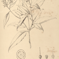 69. OURATEA polygyna.