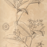 70. ELVASIA callophyllea.
