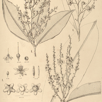 71. ELVASIA I. quinqueloba, II. Essequibensis.