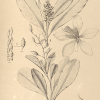 72. BLASTEMATHUS I. grandiflorus, II. gemmiflorus.