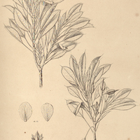 73. LUXEMBURGIA ciliosa.