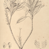 74. LUXEMBURGIA polyandra ?. Glazioviana.