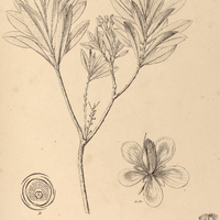 75. LUXEMBURGIA nobilis.