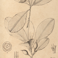 76. WALLACEA insignis.