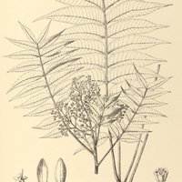 78. SPONDIAS macrocarpa.