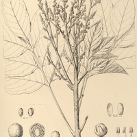 79. TAPIRIRA I. Marchandii, II. Peckoltiana.