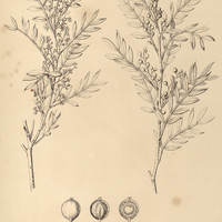 80. SCHINUS lentiscifolius.