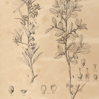 81. SCHINUS I. dependens var. subintegra, II. spinosus.