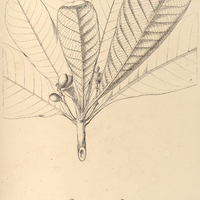 82. DREPANOSPERMUM gummiferum.