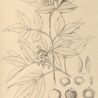 83. LITHRAEA molleoides.