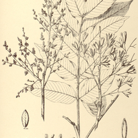84. ASTRONIUM fraxinifolium.