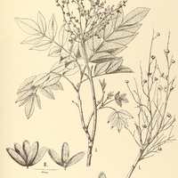 85. MYRACRODRUON I. Urundeuva, II. macrocalyx.