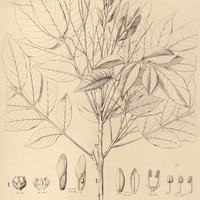 86. I. LOXOPTERYGIUM Sagotii, II. SCHINOPSIS peruviana.