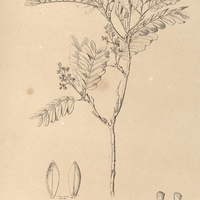 87. SCHINOPSIS brasiliensis.