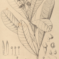 88. ANACARDIUM pumilum.