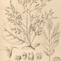 89. PHOXANTHUS heterophyllus.