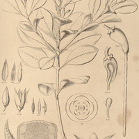 90. RHIZOPHORA Mangle.