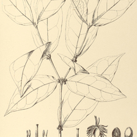 91. CASSIPOUREA guianensis.