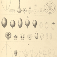 92. I. HUMIRIA balsamifera, II. II. floribunda. III. SACCOGLOTTIS cuspidata.