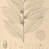 93. SACCOGLOTTIS oblongifolia.