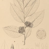 94. SACCOGLOTTIS I. Guianensis, II. dentata.