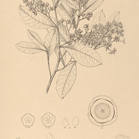 96. VANTANEA panniculata.