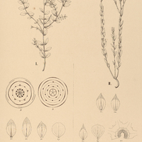 97. LINUM I. Organense, II. formosum.