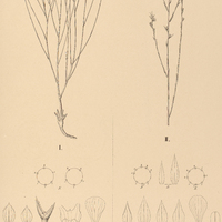 98. LINUM I. palustre, II. brevifolium ?. majus.