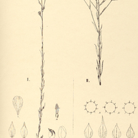 99. LINUM litorale, I. ?. glandulosum, II. ?. corymbosum.