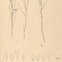 100. LINUM junceum, I. . genuinum. II. ?.oblongifolium.