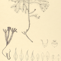 101. LINUM selaginoides.