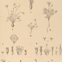 102. OXALIS I. strigulosa, II. eriorhiza, III. Sternbergii, IV. montevidensis.