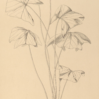 103. OXALIS oxyptera.