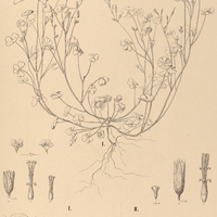 104. OXALIS I. refracta, II.villosa.