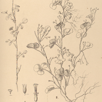 105. OXALIS I. Bahiensis, II. bifrons.