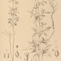 106. OXALIS I. delicata, II. elatior.