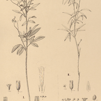 107. OXALIS I. pilulifera, II. linearis.