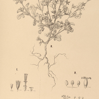 108. OXALIS I. Schomburgkiana, II. diffusa.