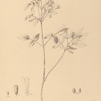 109. OXALIS sepium.